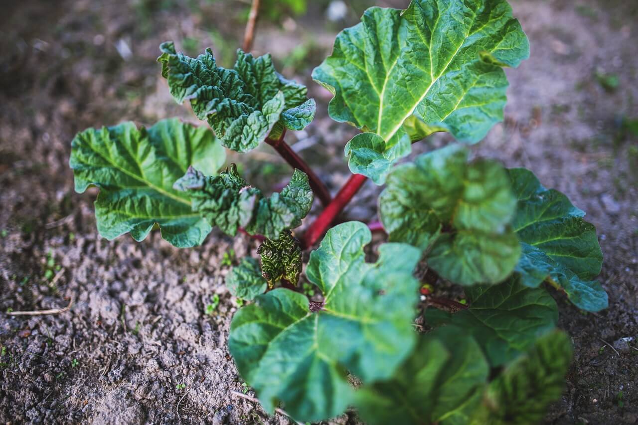 Where are rhubarbs grown Where are rhubarbs grown