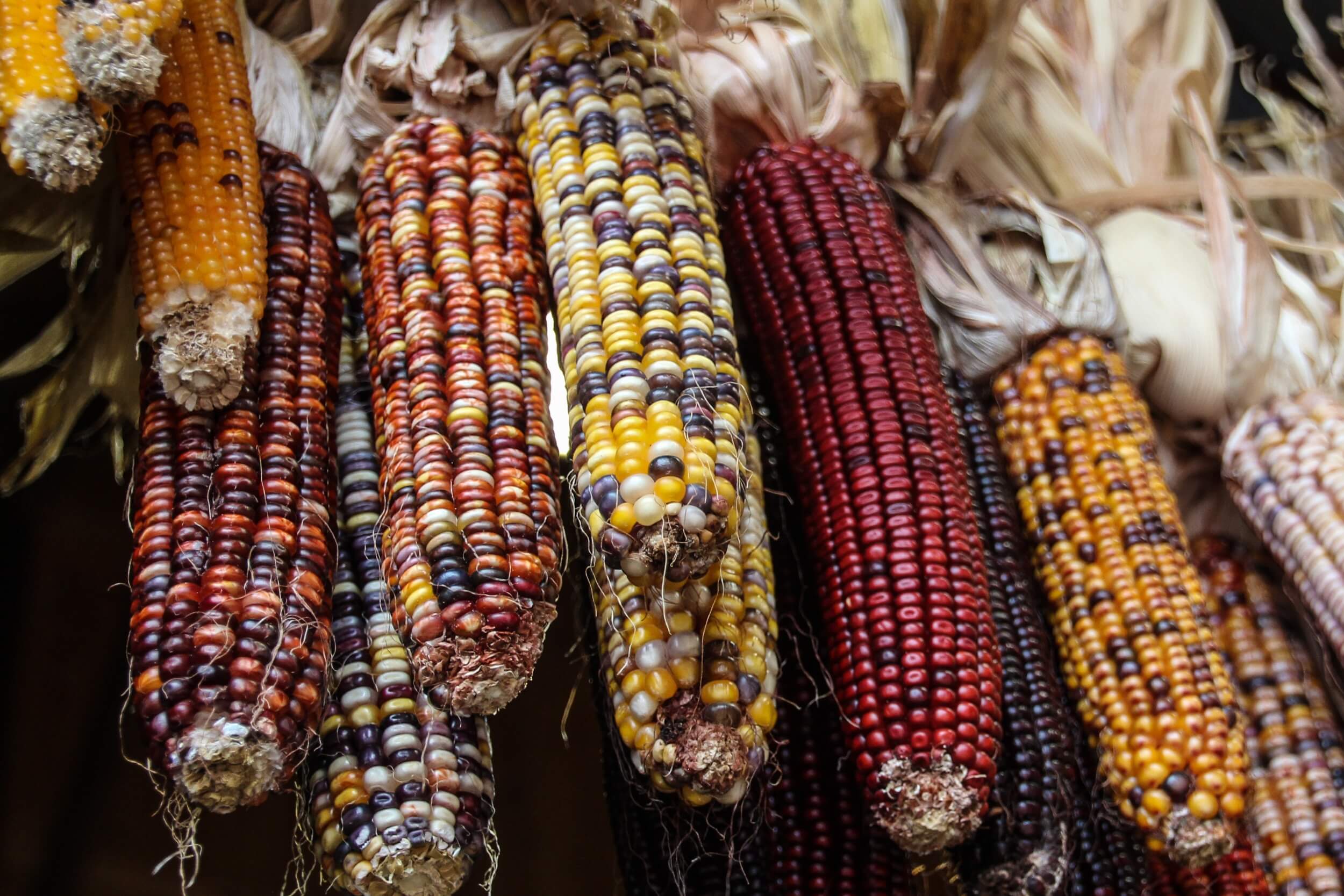 Grilled corn Grilled corn