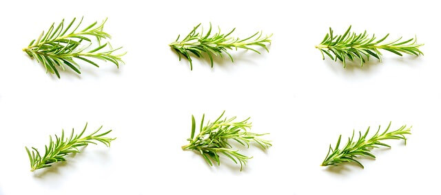 Rosemary Rosemary