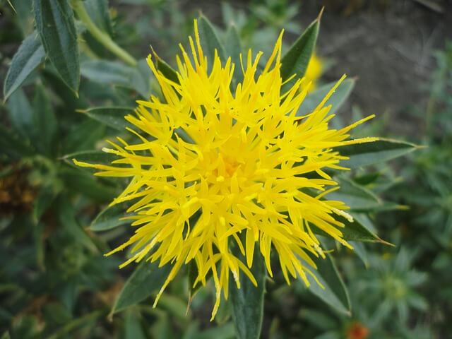 Safflower Oil Safflower Oil