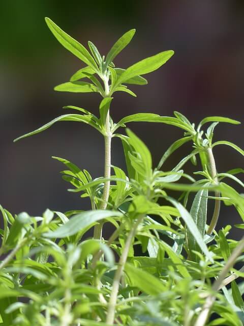 Summer Savory Summer Savory