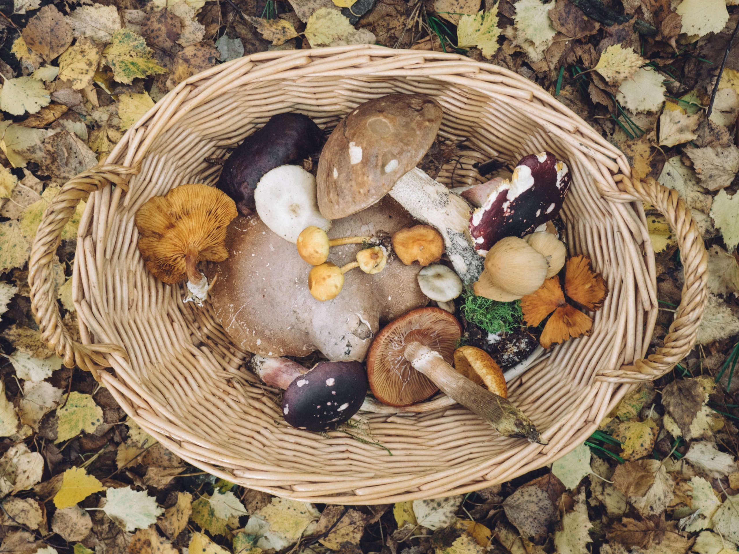 Some of The Different Types of Mushrooms1 Some of The Different Types of Mushrooms1