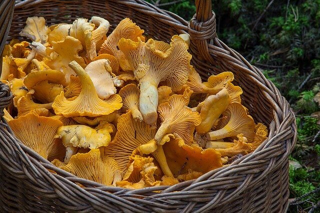 Some of The Different Types of Mushrooms2 Some of The Different Types of Mushrooms2