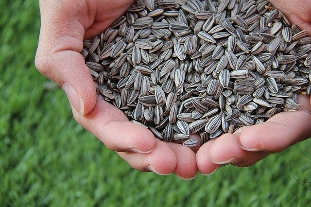 Sunflower seed flour Sunflower seed flour