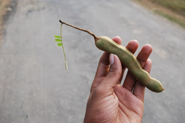 The 5 Best Tamarind Substitutes The 5 Best Tamarind Substitutes