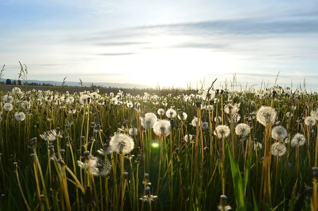 Dandelion greens Dandelion greens