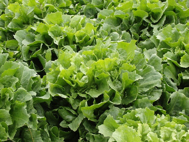 Endive Endive