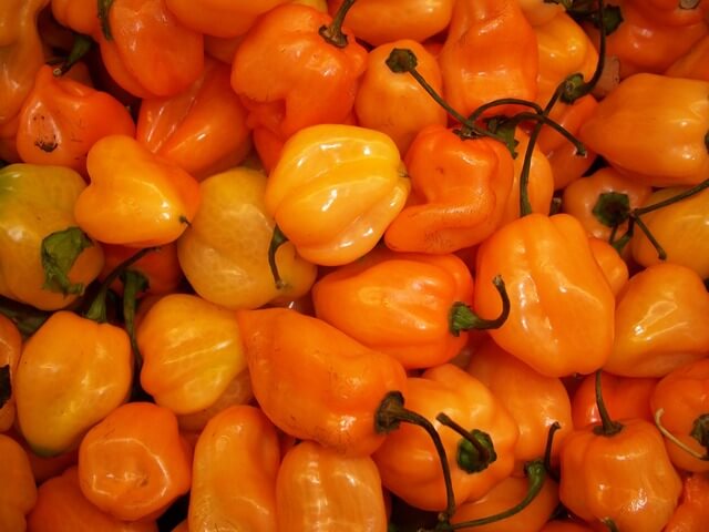 Habanero pepper Habanero pepper