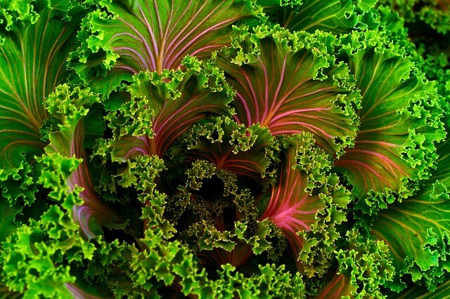 Kale Kale