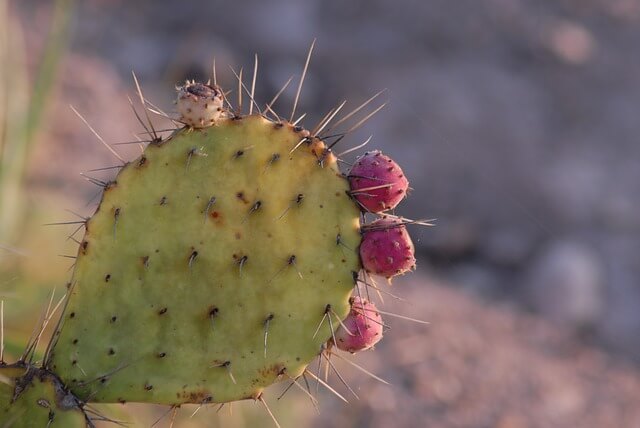 Nopal leaves Nopal leaves