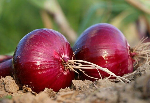 Onions Onions
