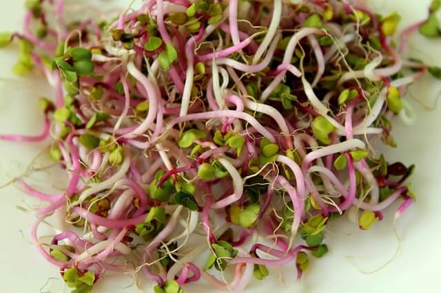 Radish sprouts Radish sprouts