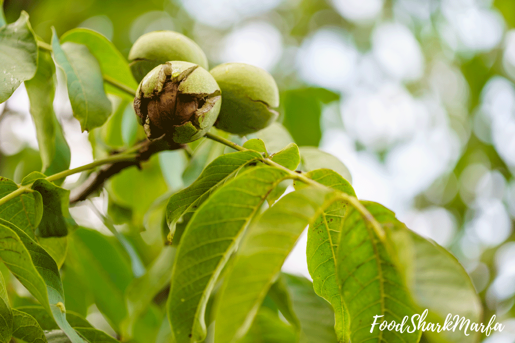 Walnut-Tree Walnut-Tree