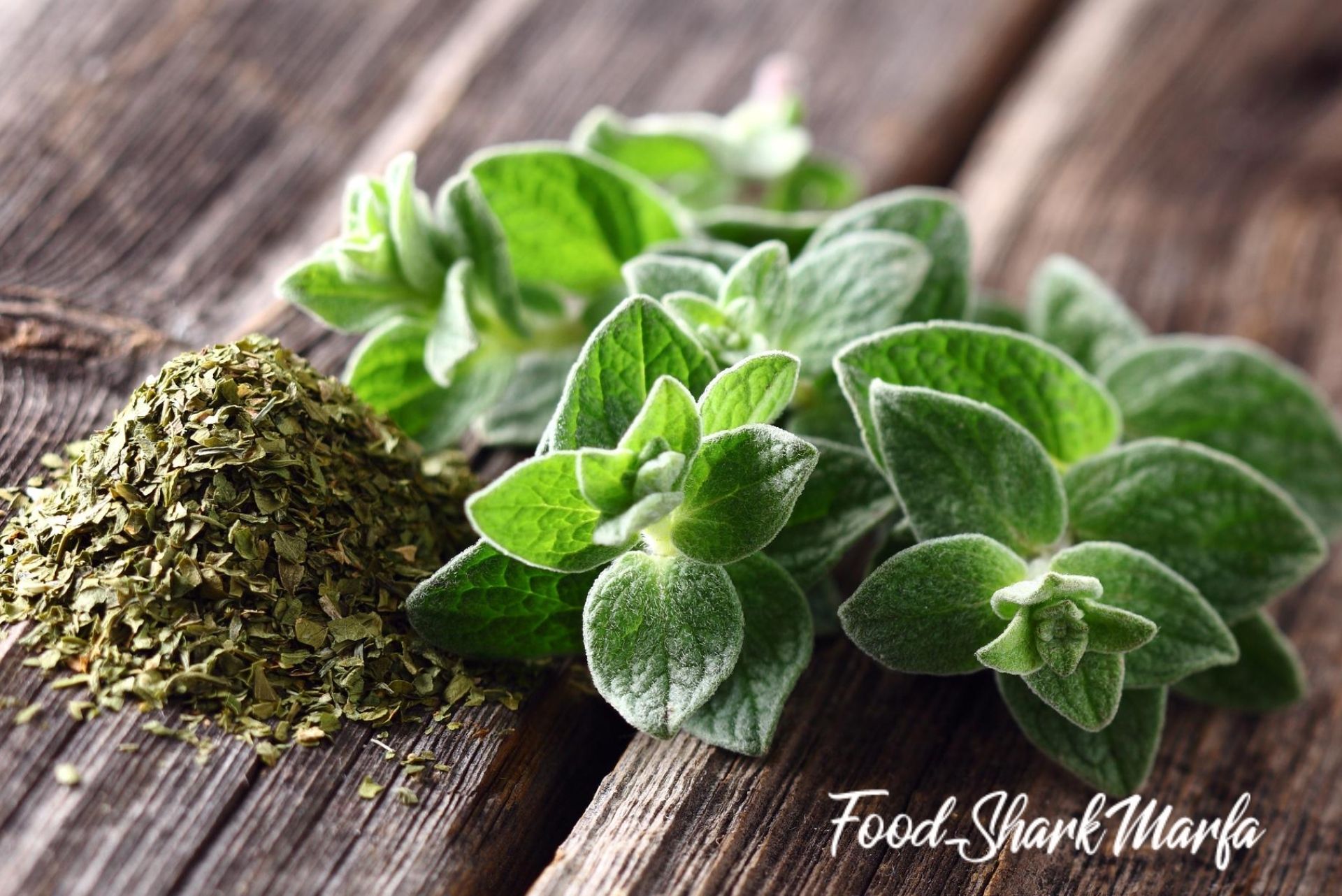 Oregano spices Oregano spices