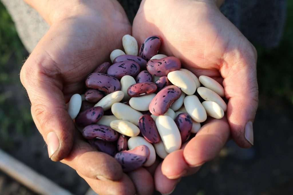 Chili Beans Vs Kidney Beans: Are They The Same Thing? - Food Shark Marfa