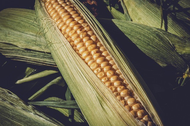 How does corn make you poop? How does corn make you poop?