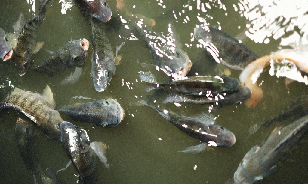 What Does Tilapia Taste Like And How To Improve It? Food Shark Marfa