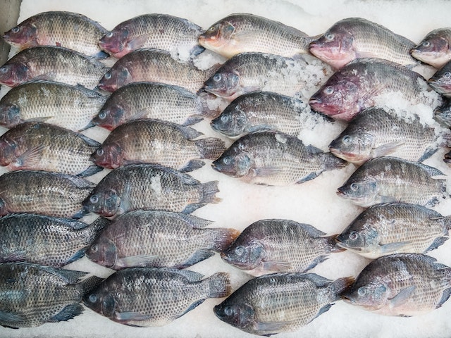 What Is A Tilapia Fish? What Is A Tilapia Fish?
