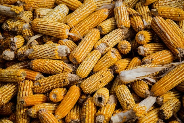 Are There Any Side Effects to Eating Corn? Are There Any Side Effects to Eating Corn?