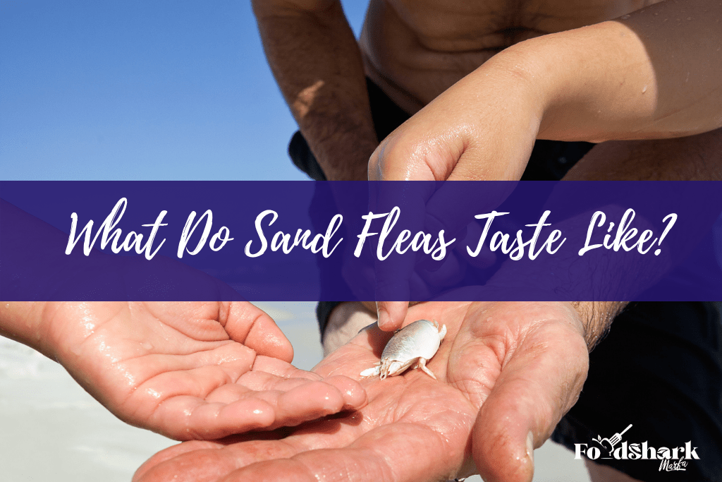 What Do Sand Fleas Taste Like?
