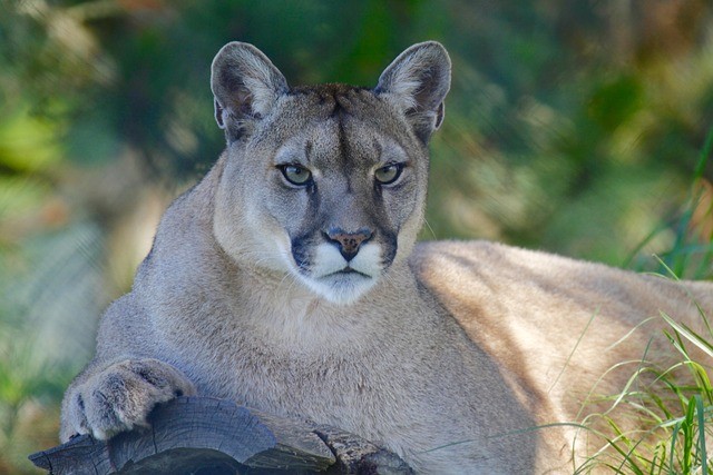 What Do Mountain Lions Prey On? What Do Mountain Lions Prey On?