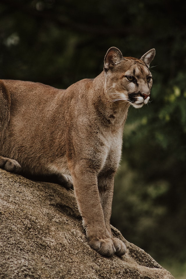 Is It Easy To Hunt Mountain Lions? Is It Easy To Hunt Mountain Lions?