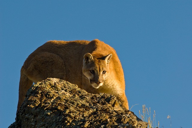 Where Can You Find Mountain Lions? Where Can You Find Mountain Lions?