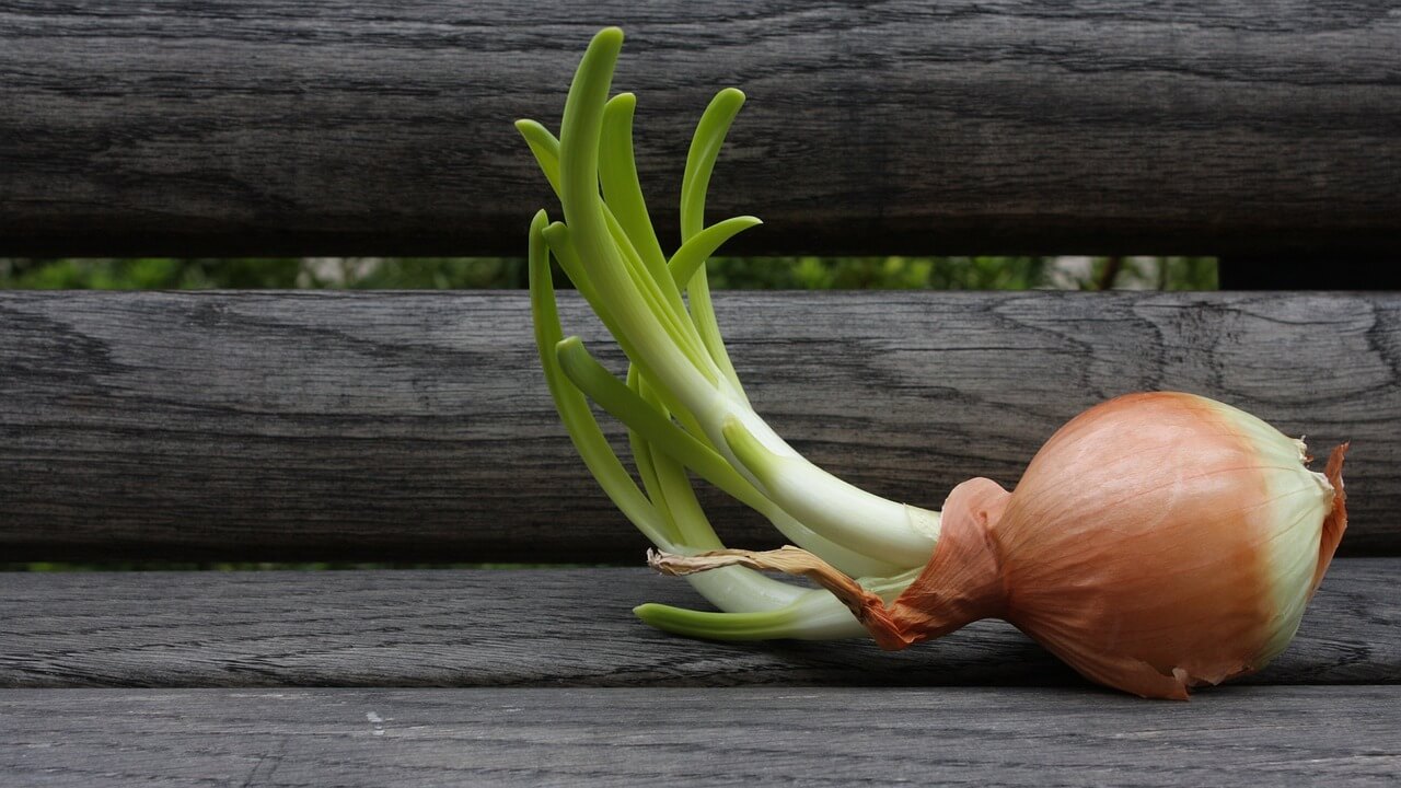 About Onions