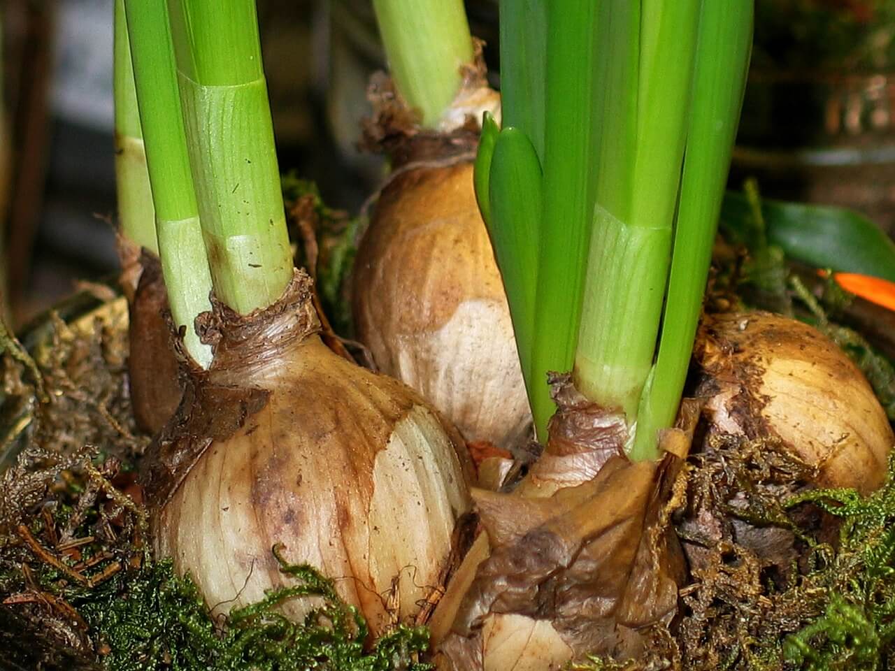How onions are grown
