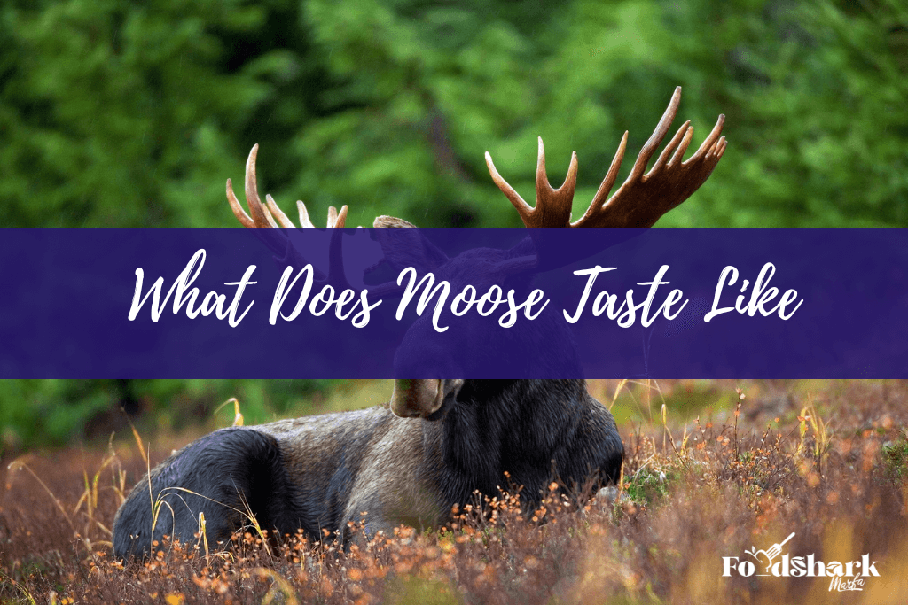 what does moose taste like