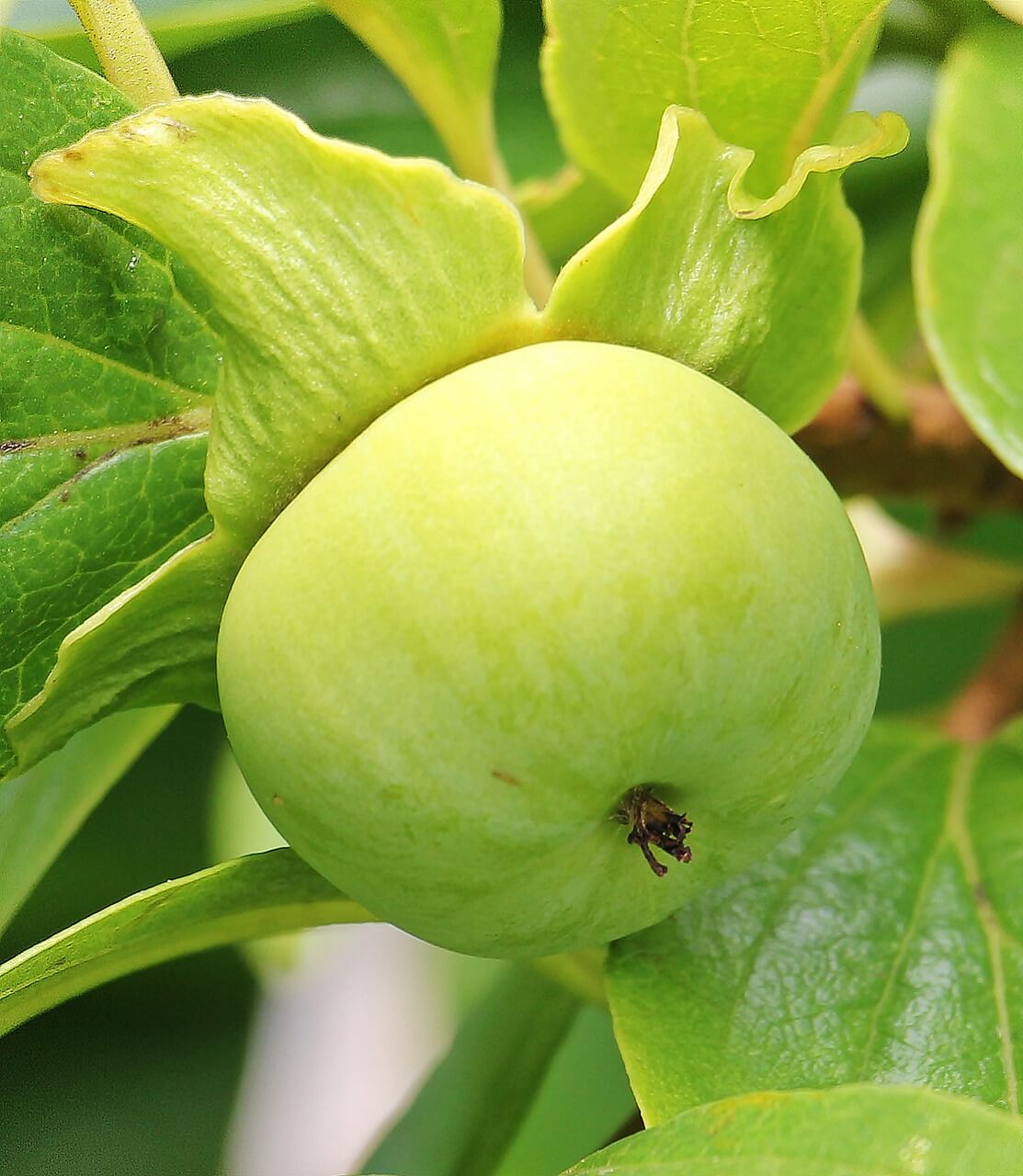 What can you do with unripe persimmons