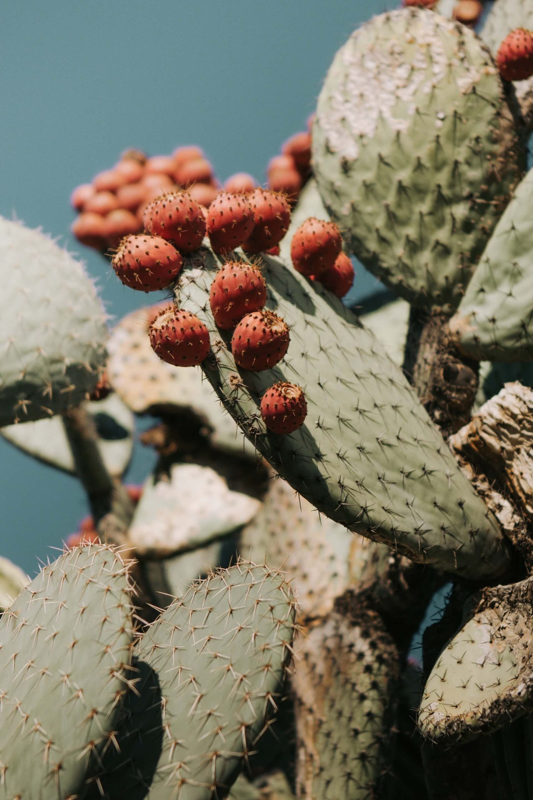 What does Cactus Taste Like What does Cactus Taste Like