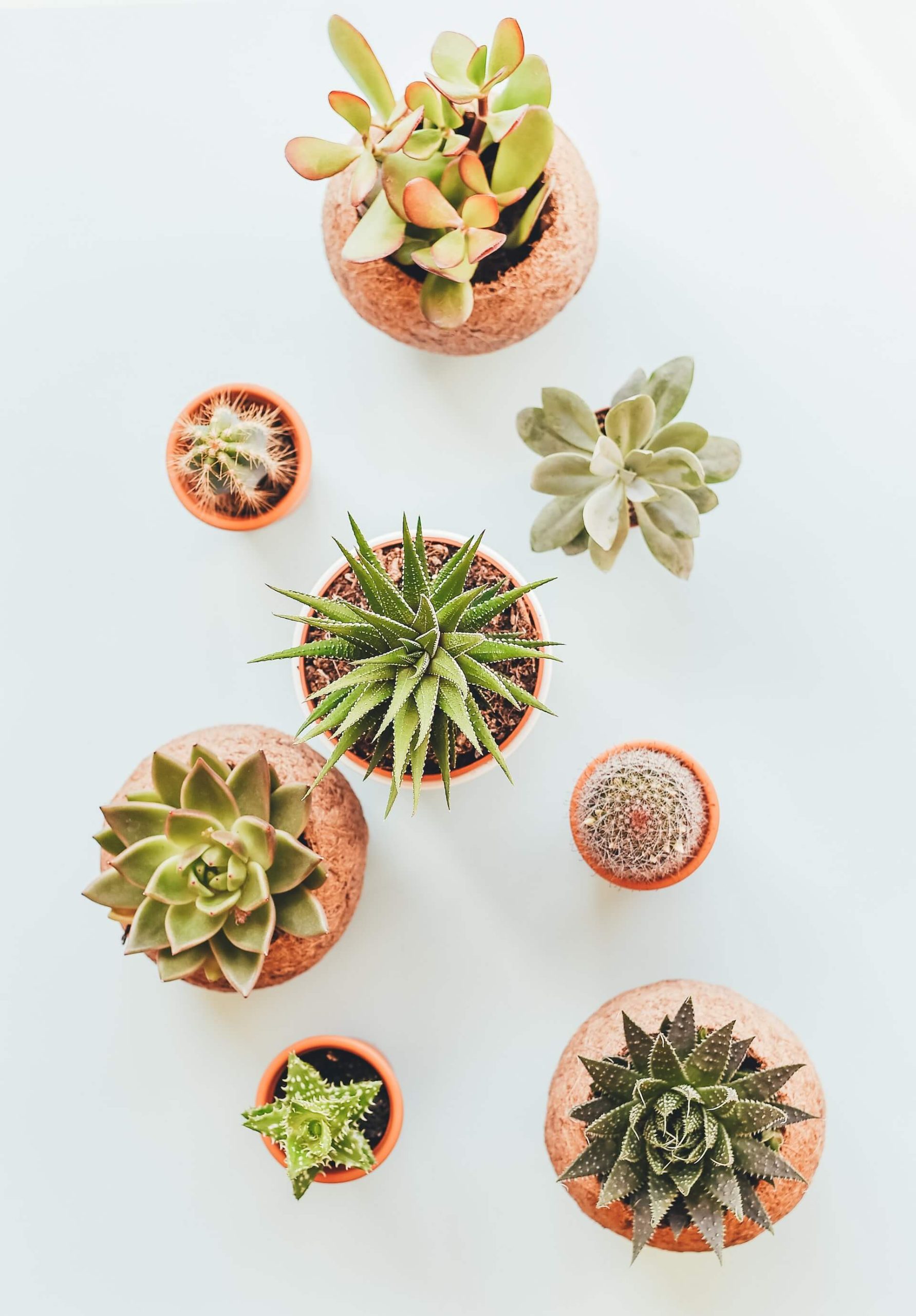 What is Cactus What is Cactus